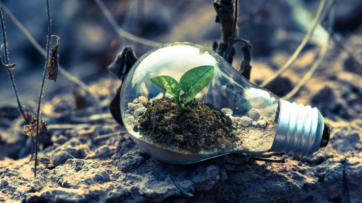 Man in field with wind turbines